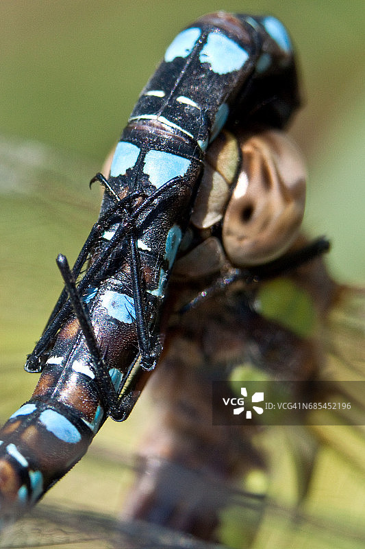 蜻蜓交配特写镜头图片素材