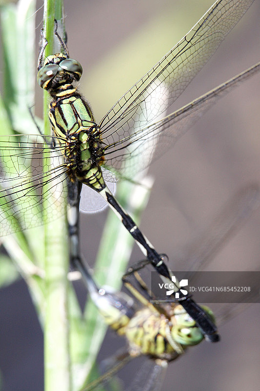 蜻蜓交配微距照片图片素材