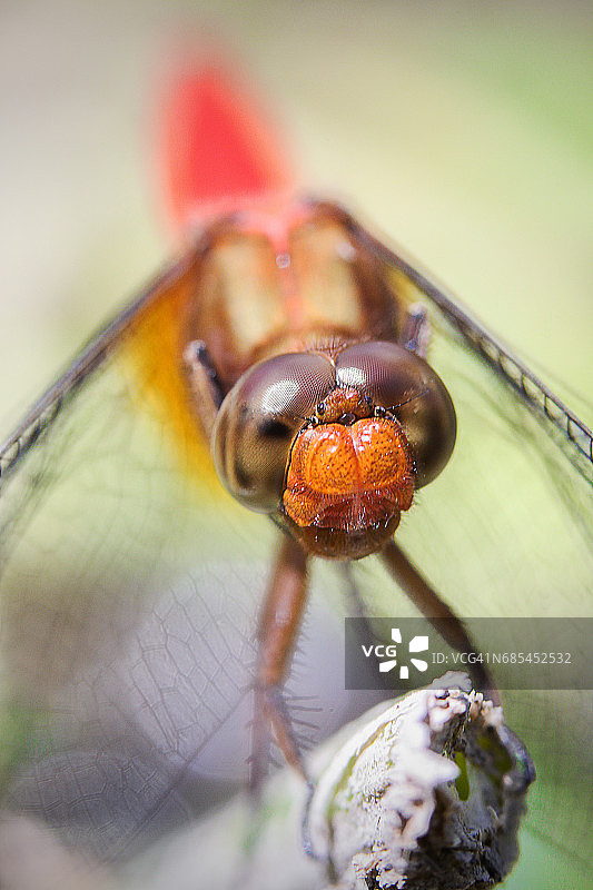 赭红蜻蜓特写正面图片素材