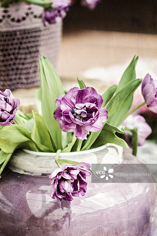 紫色花瓶里的郁金香图片素材