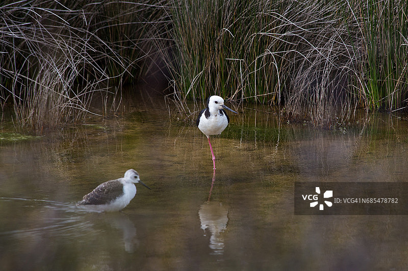 池塘中的成年黑翅长脚鹬和幼鸟图片素材