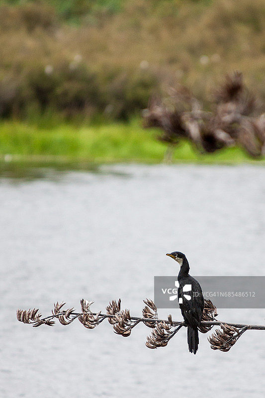 栖息在亚麻上的小海番鸭图片素材