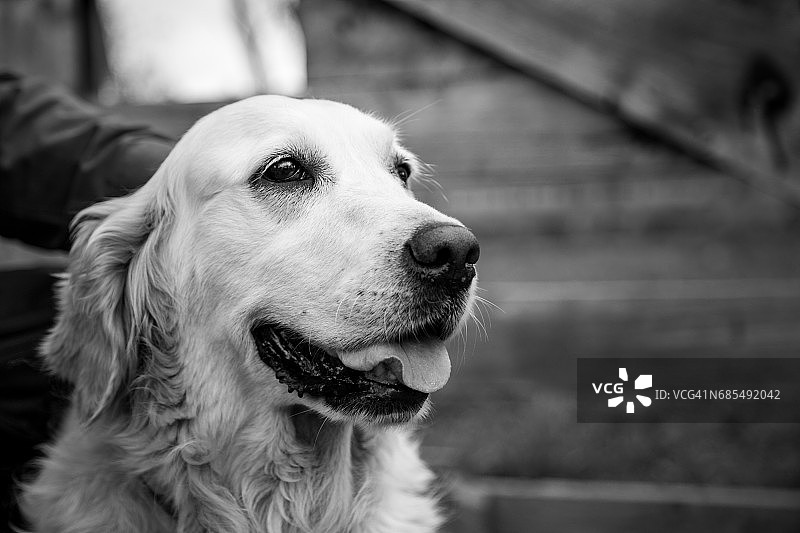 黑白金毛寻回犬头像图片素材