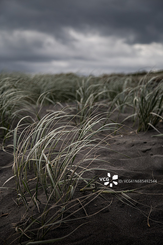 黑色沙丘海滩上的海滩草图片素材