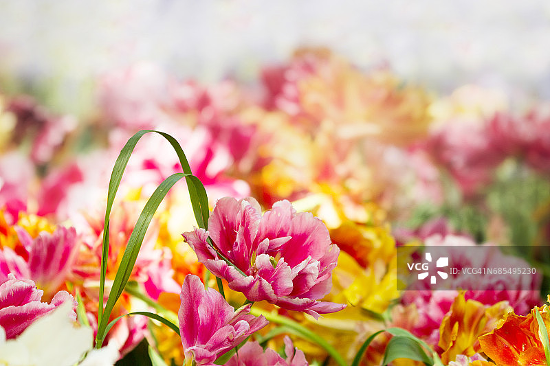 春天的郁金香图片素材