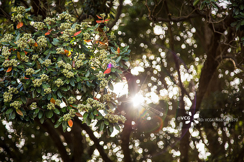 透过树林的傍晚秋日阳光图片素材