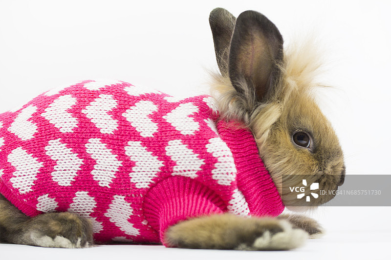 穿着冬季爱心羊毛衫的毛茸茸的侏儒兔图片素材