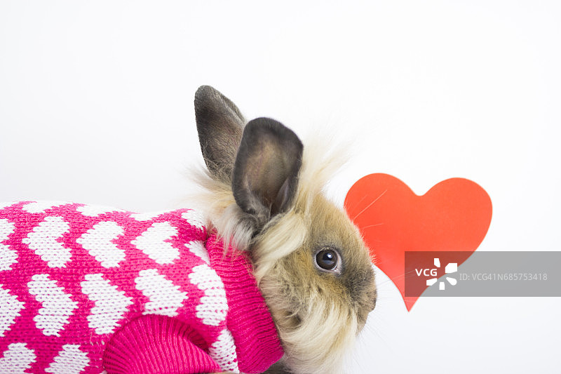 穿着冬季爱心羊毛衫的毛茸茸的侏儒兔图片素材