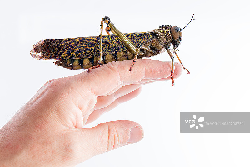 冠冕草蜢图片素材