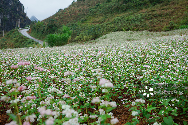 风中摇曳的粉紫色荞麦花图片素材