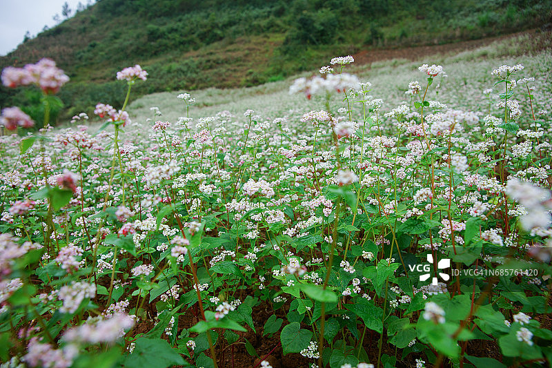 风中摇曳的粉紫色荞麦花图片素材