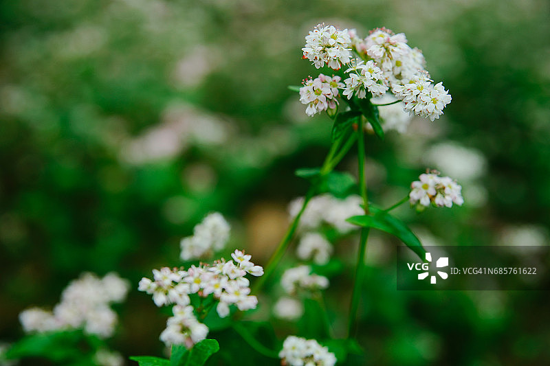 风中摇曳的粉紫色荞麦花图片素材