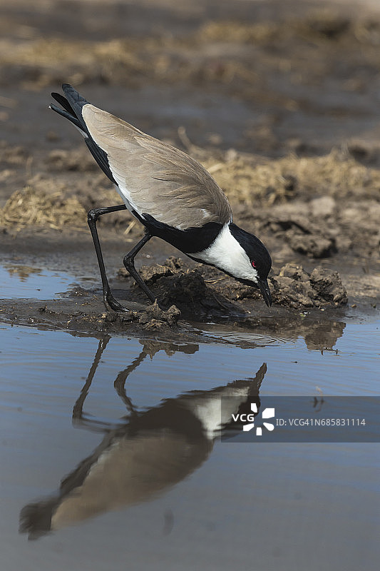 马拉河上的距翅麦鸡图片素材