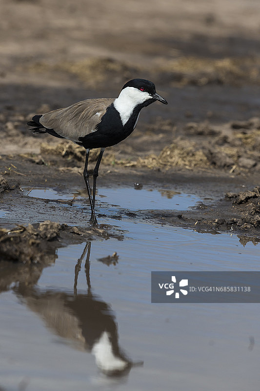 马拉河上的距翅麦鸡图片素材