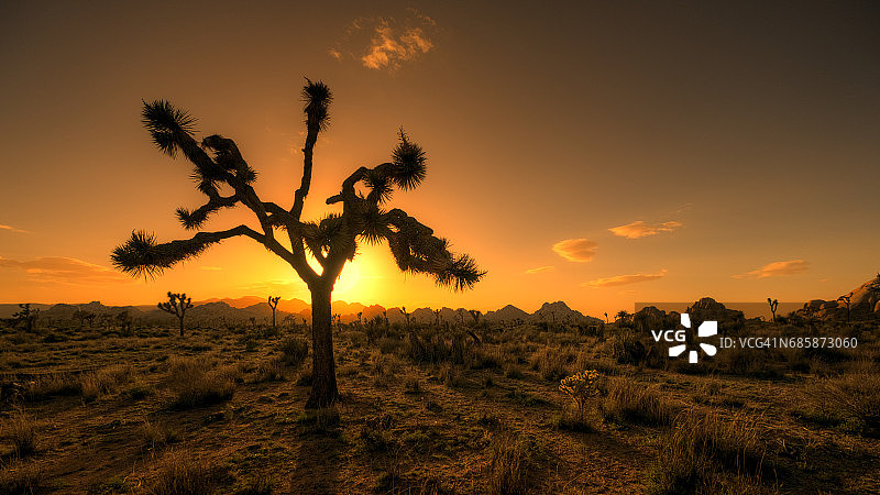 沙漠中的树图片素材