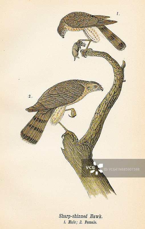 1890年鹰鸟石版画图片素材