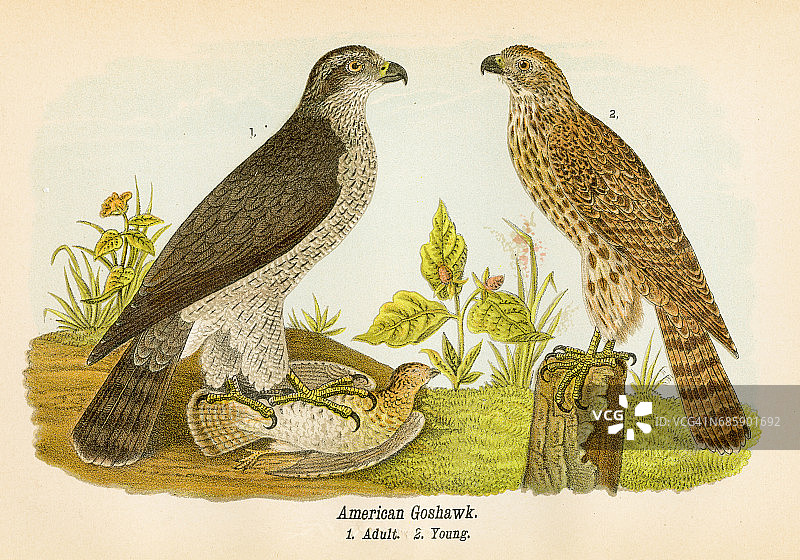 1890年美洲苍鹰鸟类石版画图片素材