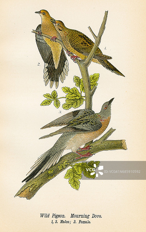 1890年野生鸽子和斑鸠鸟类石版画图片素材