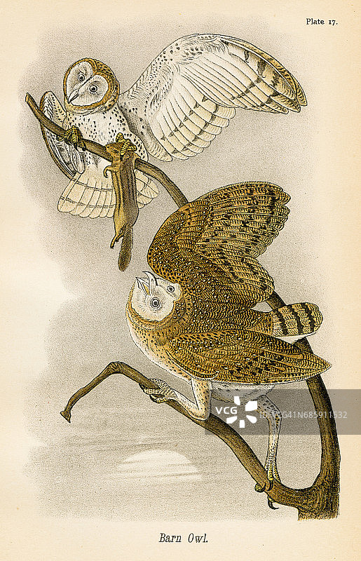 1890年仓鸮鸟类石版画图片素材