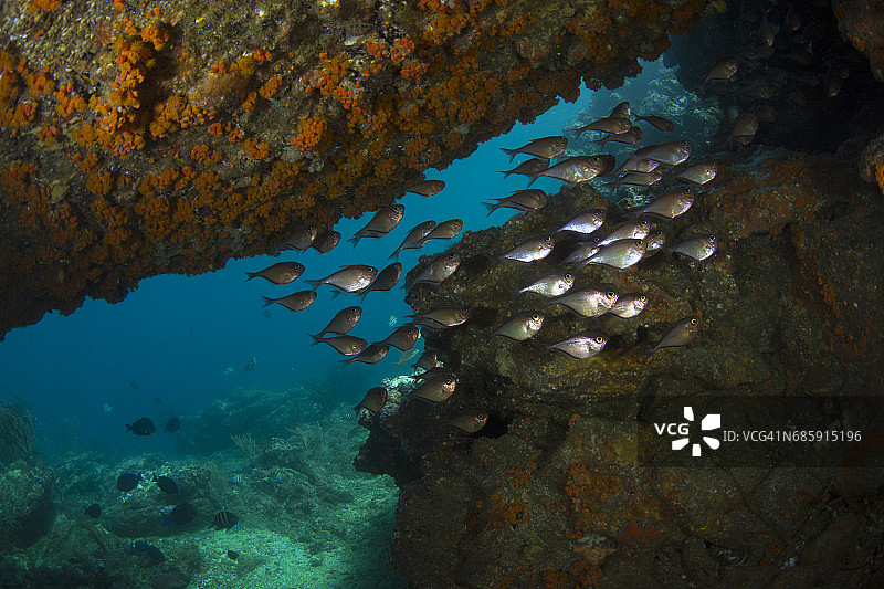玻璃清洁鱼图片素材