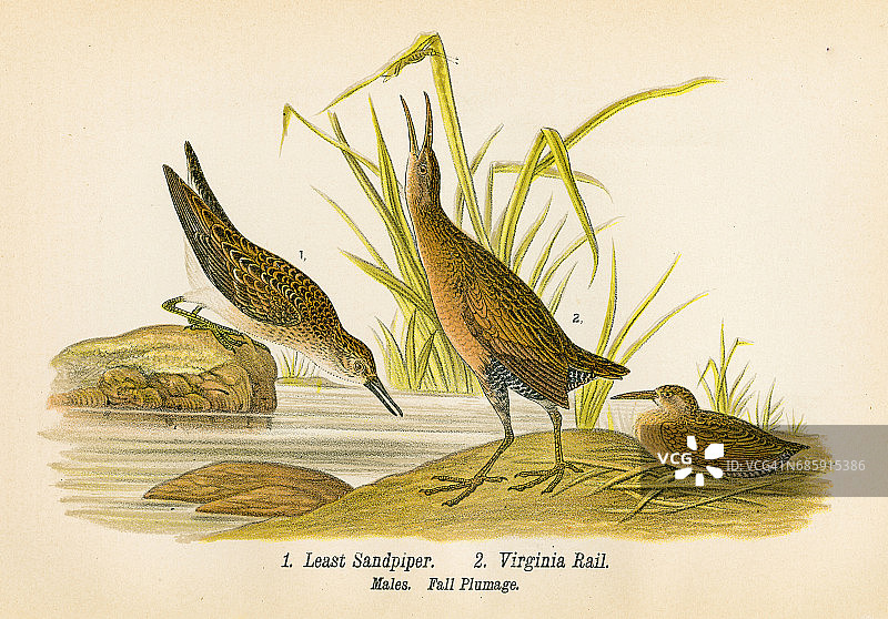 1890年矶鹬和秧鸡石版画图片素材