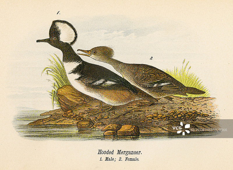 1890年石版画：带冠秋沙鸭图片素材