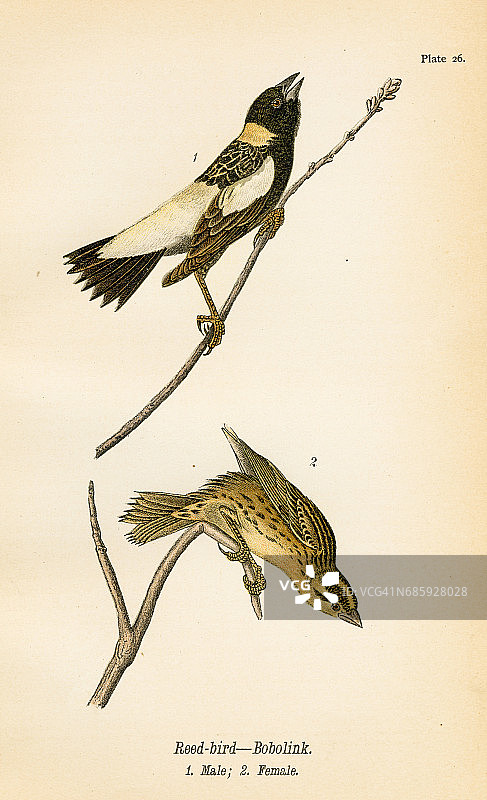 1890年芦苇鸟石版画图片素材