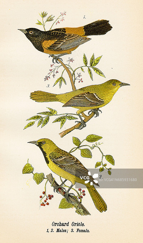 1890年印制的黄鹂鸟图片素材