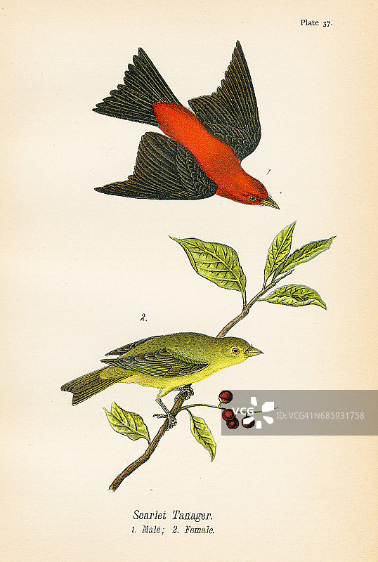 红咬鹃鸟石版画，1890年图片素材