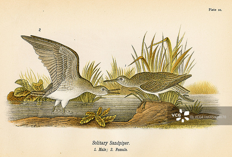 1890年鹬鸟石版画图片素材