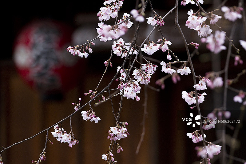 哭泣的樱花图片素材