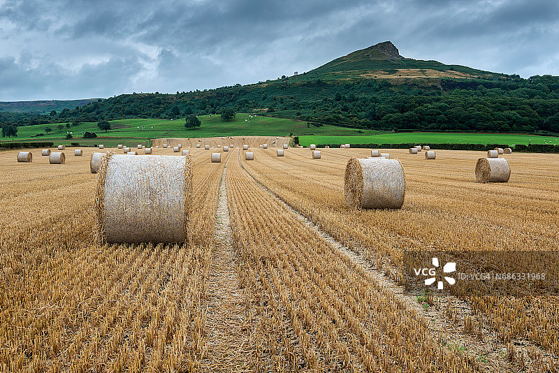 日出后罗斯伯里托平的干草捆农田广角景观图片素材