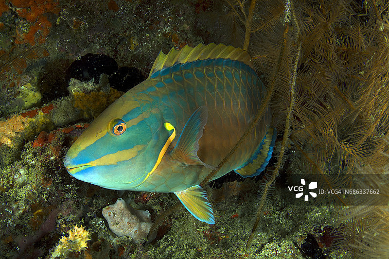 睡着的红绿灯鹦鹉鱼图片素材