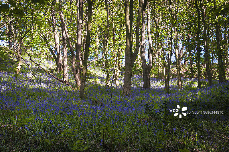风铃草林地图片素材