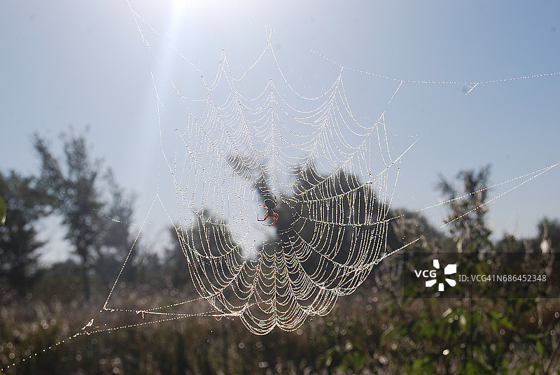 蜘蛛网中的蜘蛛图片素材