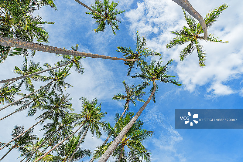 椰子树背景图片素材