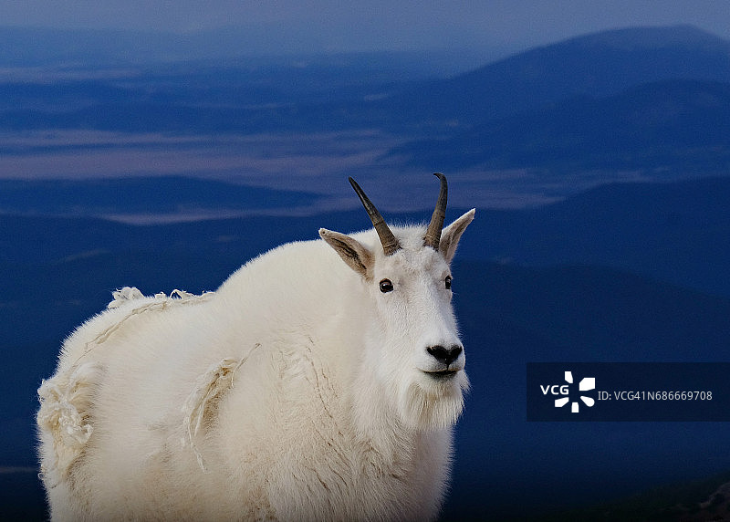 科罗拉多州埃文斯山上的山羊图片素材