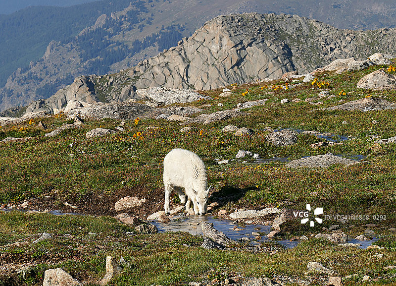 在科罗拉多州，小山羊在小溪里喝水图片素材