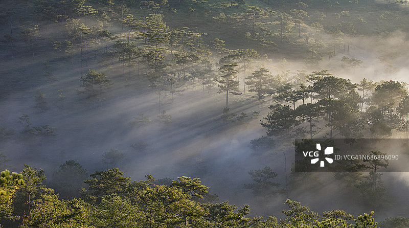 清晨的阳光、树木和雾气图片素材