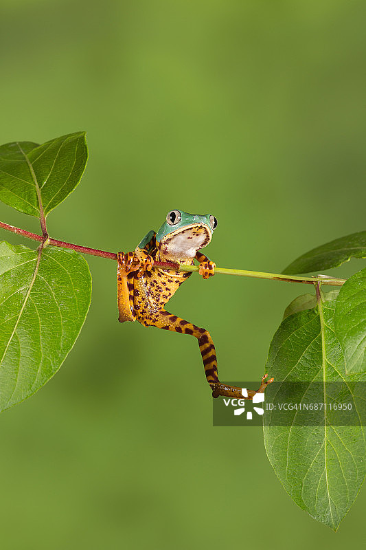 虎腿叶蛙图片素材