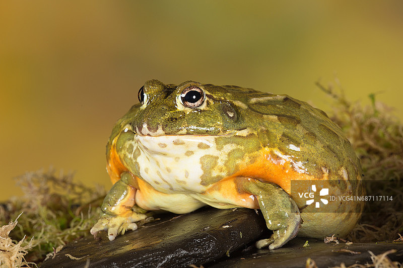 巨型非洲牛蛙图片素材