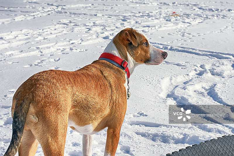 帅气猎犬图片素材