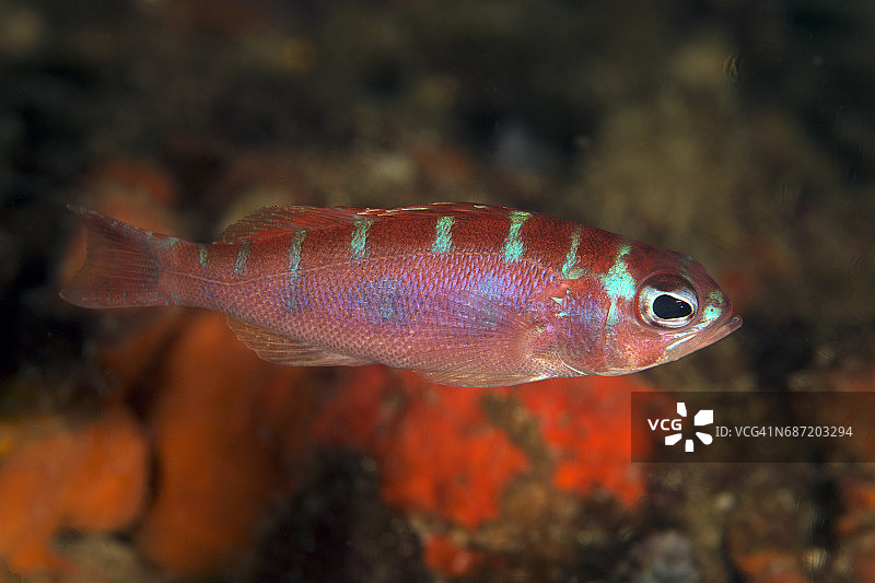 粉笔鲈图片素材