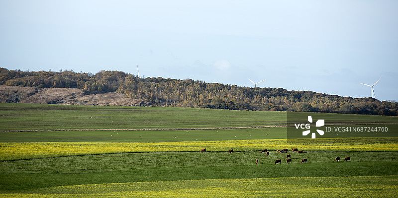 丹麦奥尔堡附近的田野风光和农场动物图片素材