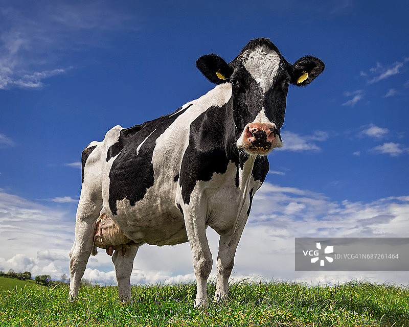 蓝天下的荷斯坦奶牛图片素材