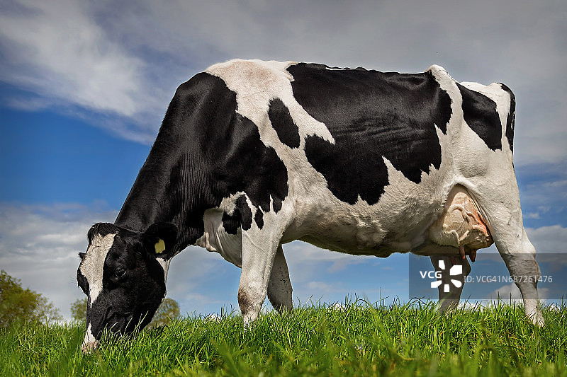 荷斯坦奶牛吃新鲜的春草图片素材