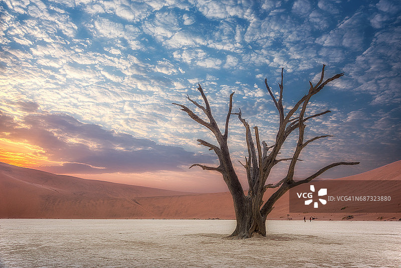 纳米比亚索苏斯维利死亡谷地，蓝天阳光下的枯萎骆驼刺树图片素材