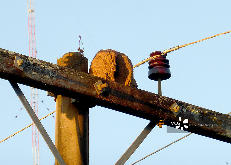 柱子上的鸟巢图片素材