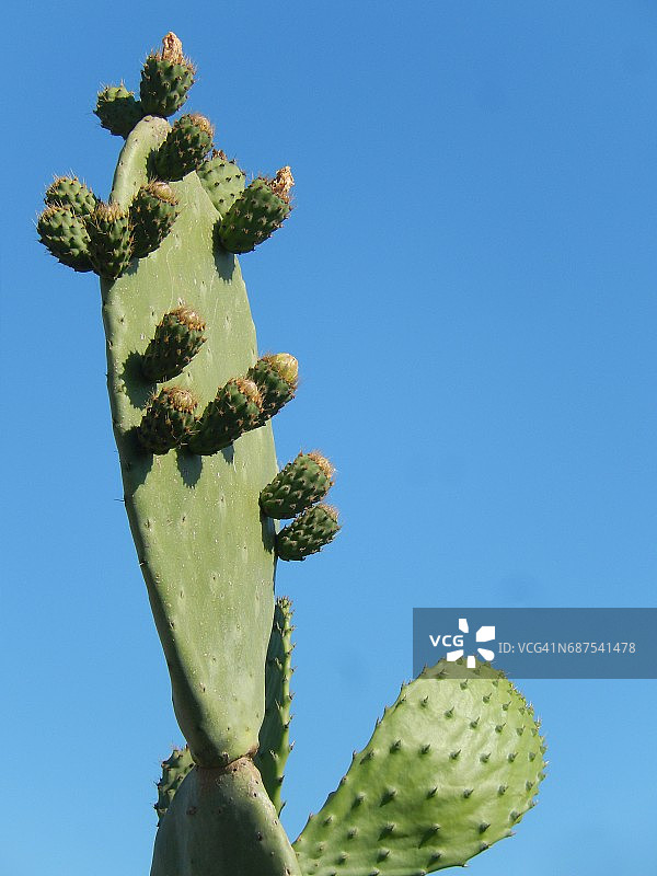 仙人掌叶子上成熟的果实（垂直视角），印度板栗图片素材