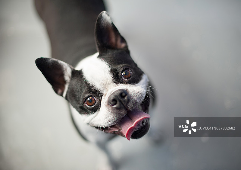 站在中性地板上仰望镜头的波士顿梗犬图片素材